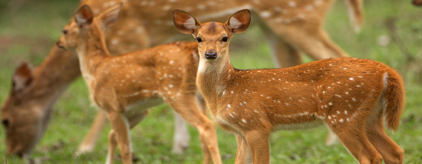 Bandipur Wildlife Tour