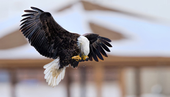 Bird Watching Tour