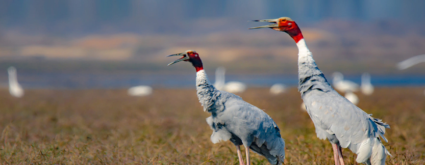 Bird Watching Tour