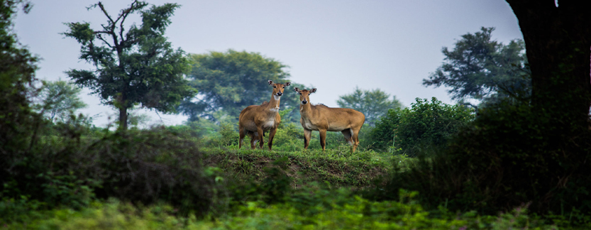 Central India Wildlife Tour