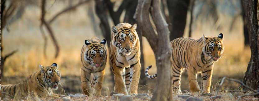 Delhi Agra Ranthambore Jaipur Tour