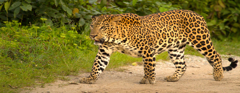 Jim Corbett National Park Tour