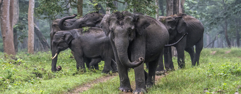 Nagarhole Wildlife Tour