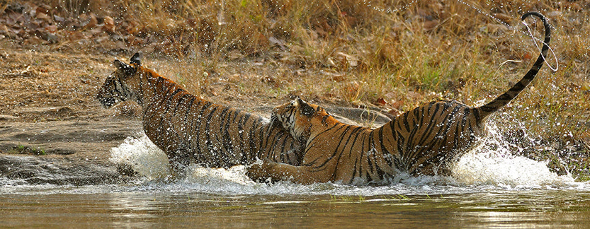 Ranthambore Tour From Delhi