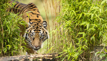 Ranthambore Wildlife Tour With Golden Triangle