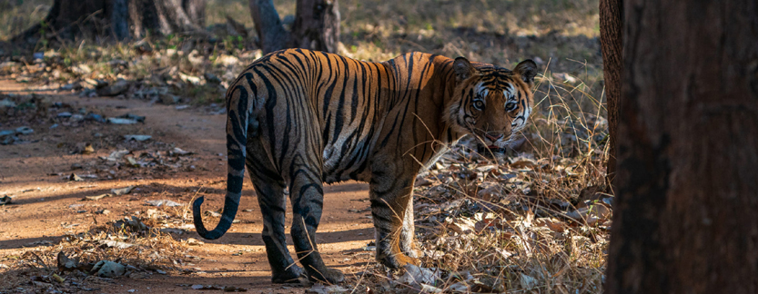 Ranthambore Wildlife Tour